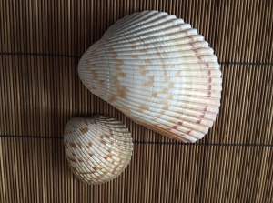 1-Scallop Shells