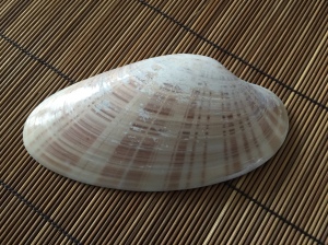 2-Sunray Venus Clam Shell
